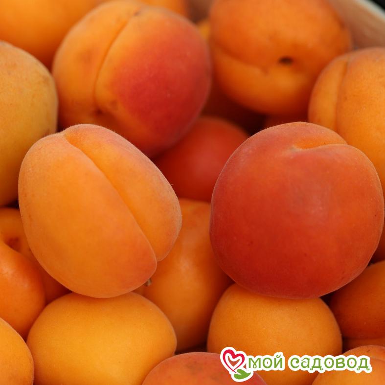 Абрикос Королевский