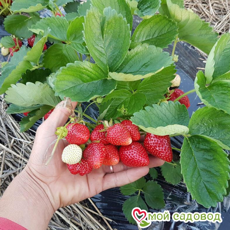 Клубника Аромас