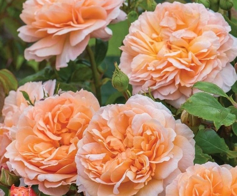 Роза Леди Гарденер