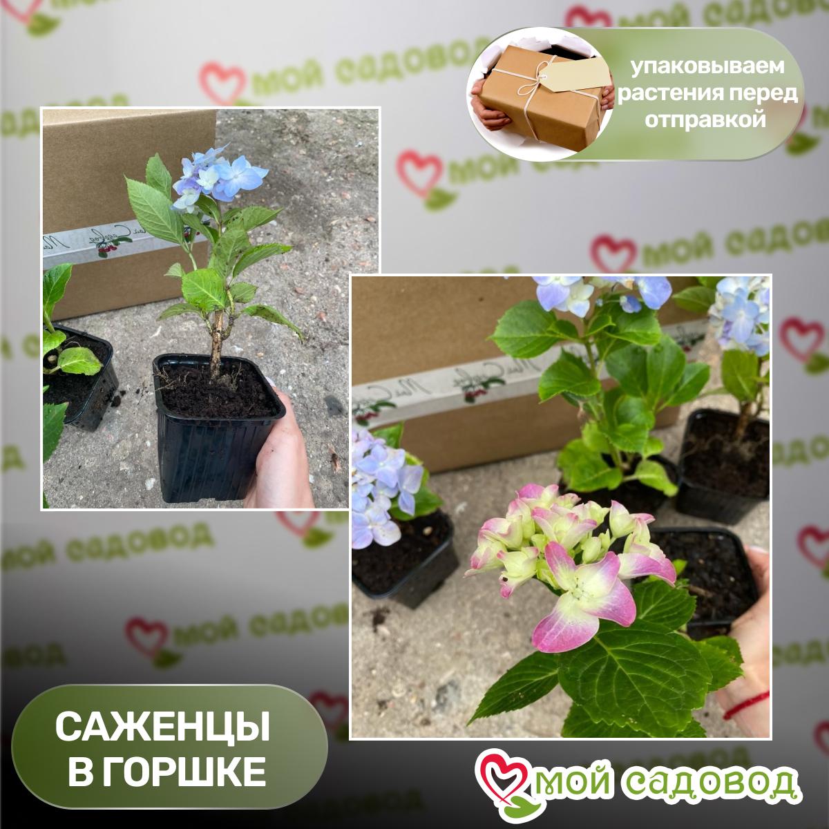 Гортензия Дуболистная Бургунди ЗКС