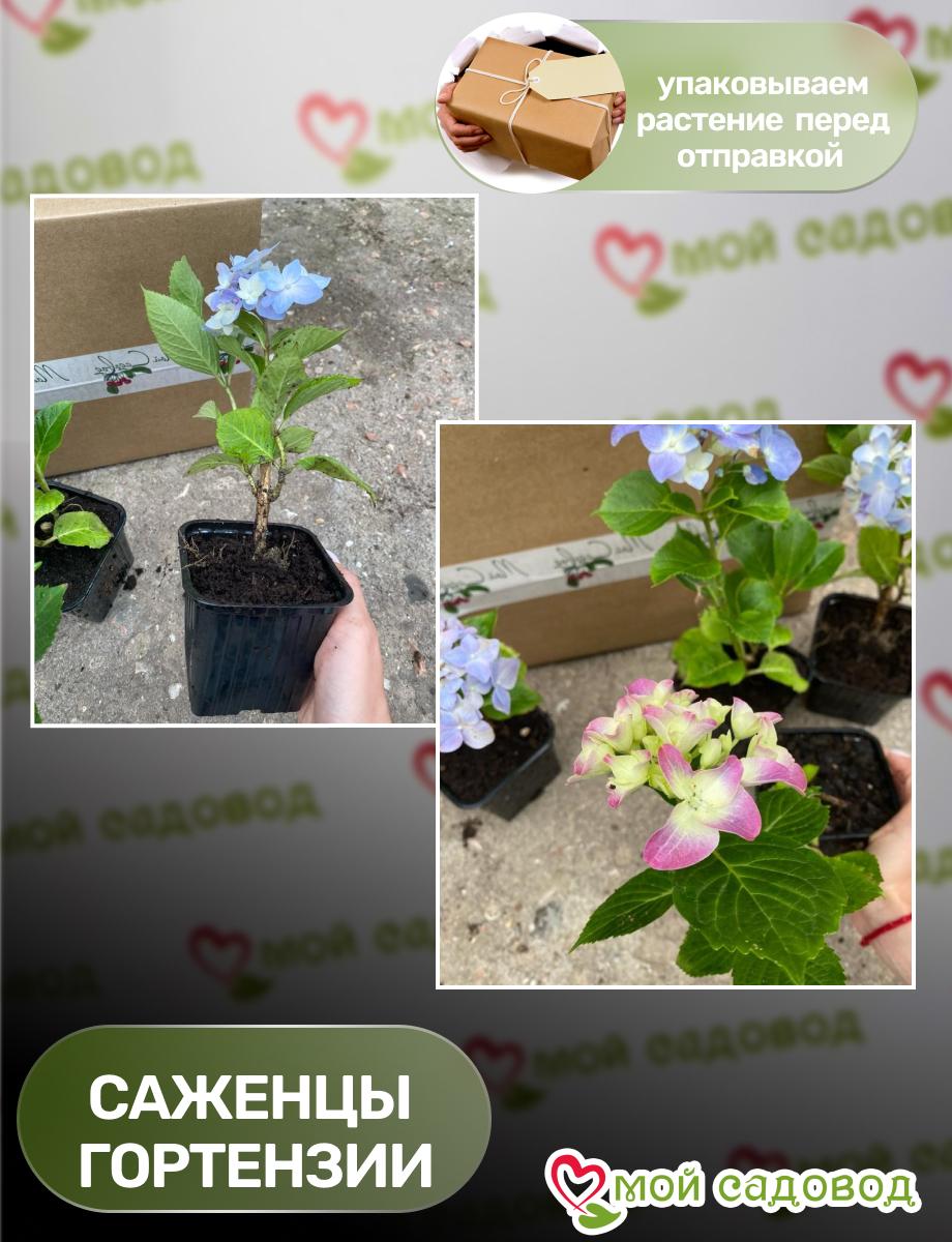Гортензия крупнолистная Сальса ЗКС