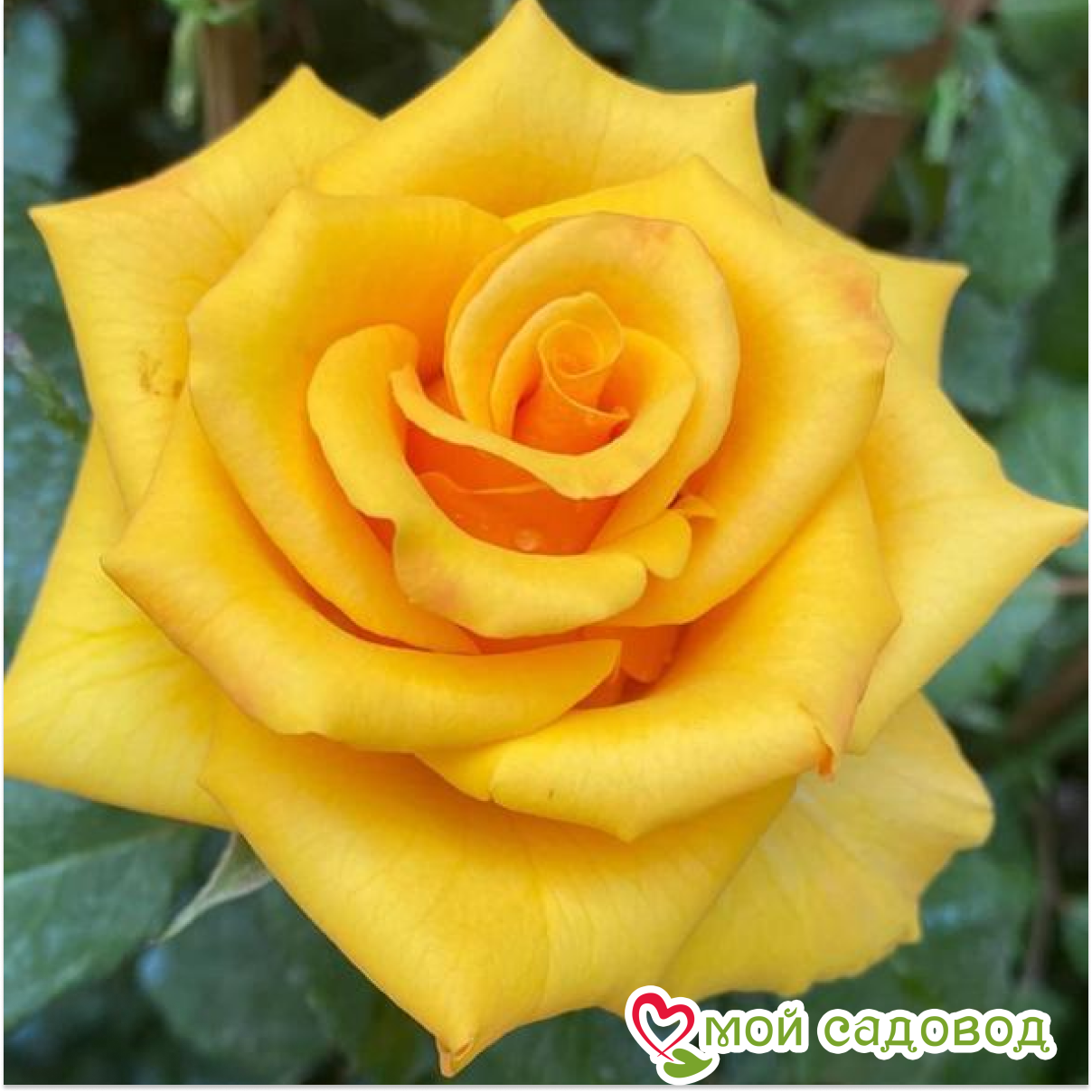 Роза чайно-гибридная Роза Скайлайн