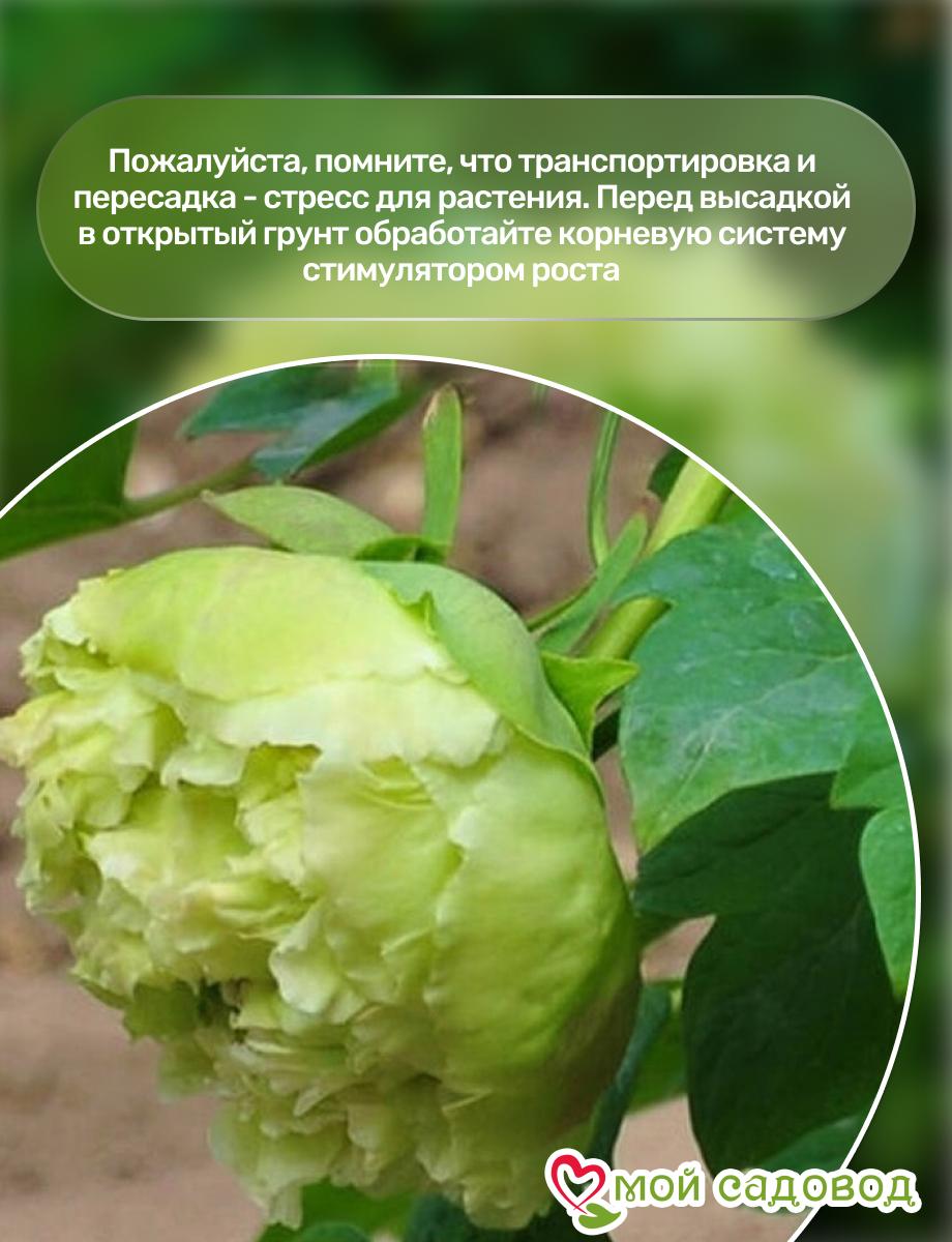 Пион Зеленый Шар