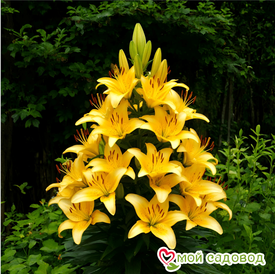 Лилия Пирамидальная Софт Флейм